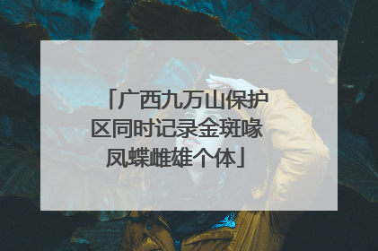 广西九万山保护区同时记录金斑喙凤蝶雌雄个体